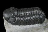 Austerops Trilobite - High Quality Specimen #174729-5